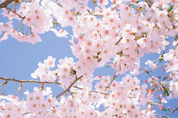 眉山春季赏花好去处 眉山春季赏花地点推荐