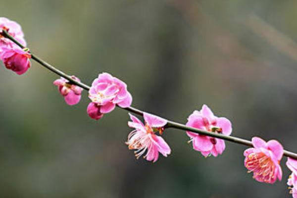 长沙赏梅地点推荐 长沙赏梅好去处