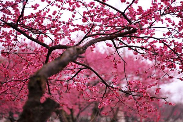 长沙橘子洲梅花什么时候开 附观赏攻略