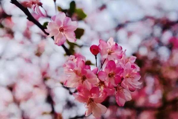 惠州油菜花去哪里看 惠州赏花景点2021 惠州油菜花去哪里看 惠州赏花景点