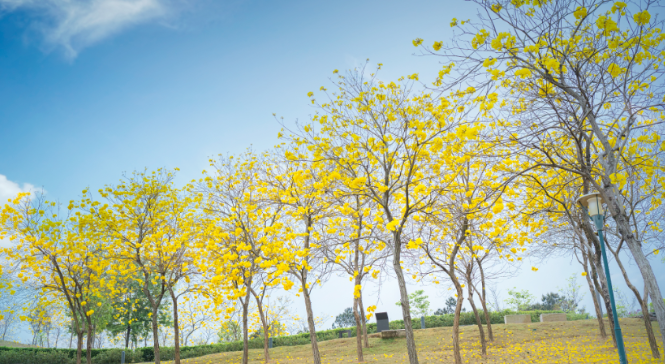 惠州油菜花去哪里看 惠州赏花景点2021 惠州油菜花去哪里看 惠州赏花景点