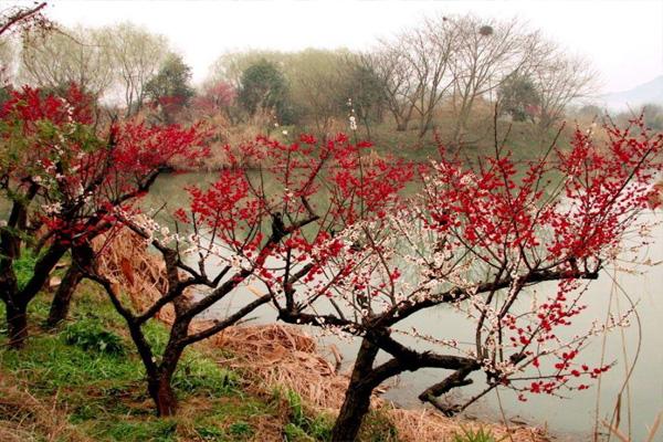 西溪湿地梅花什么时候开 