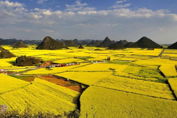 长沙赏油菜花有哪些地方 赏花地点推荐