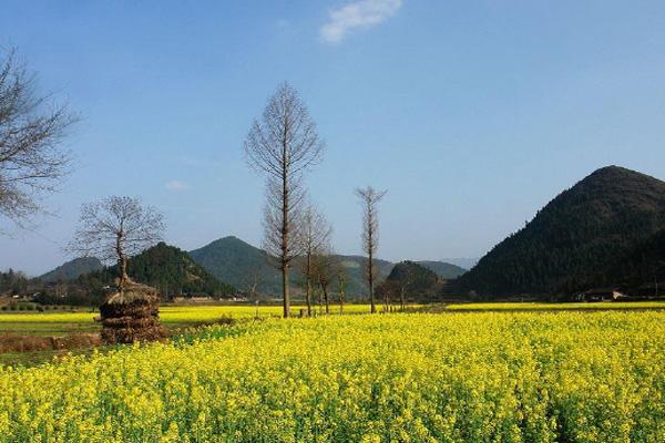 长沙赏油菜花有哪些地方 赏花地点推荐