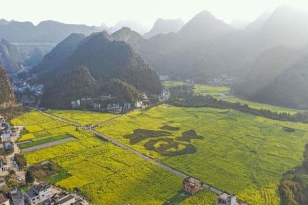 万峰林油菜花几月最盛 什么时候开