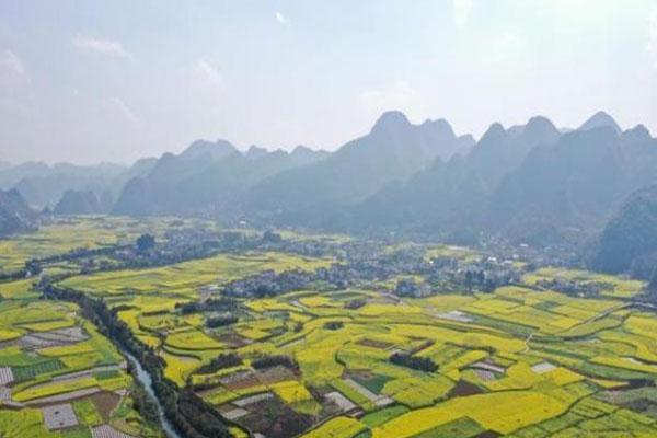 万峰林油菜花几月最盛 什么时候开