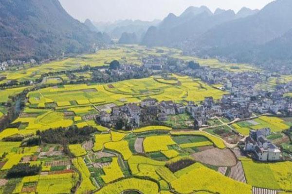 万峰林油菜花几月最盛 什么时候开