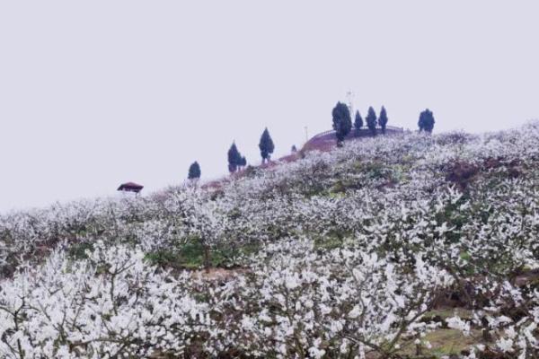 重庆李花什么时候开 重庆李花观赏地点以及路线详细介绍
