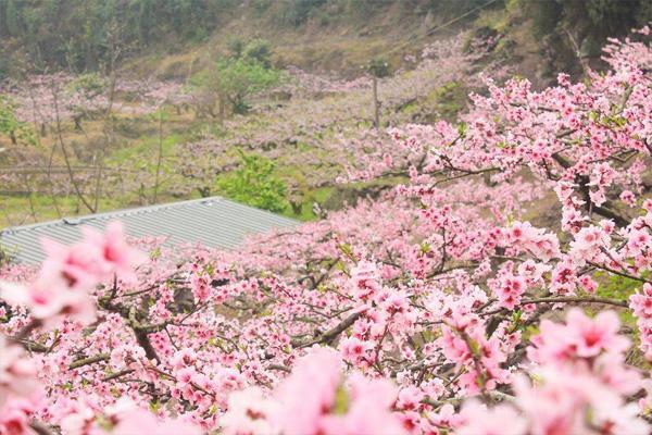 重庆永川春季赏花地点推荐 附交通路线