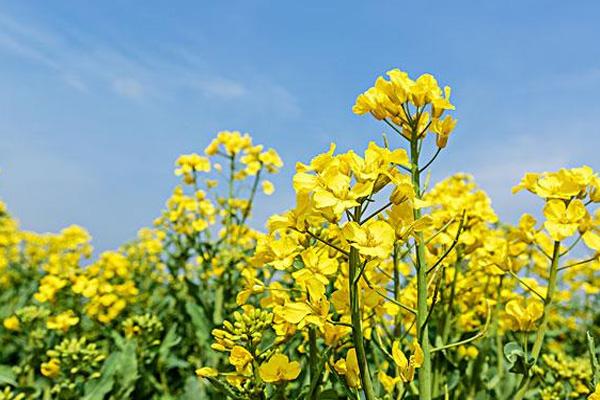 重庆永川春季赏花地点推荐 附交通路线