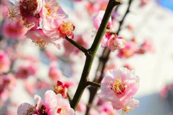 无锡梅村赏梅花攻略 梅村赏梅地推荐