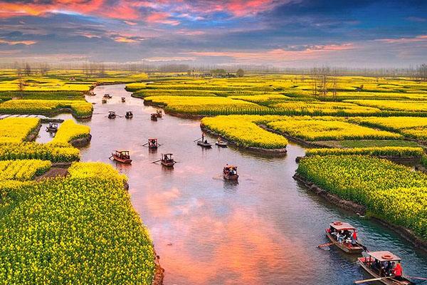 兴化油菜花最佳时间 什么时候最好看