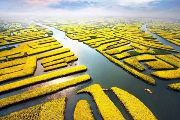 兴化油菜花最佳时间 什么时候最好看