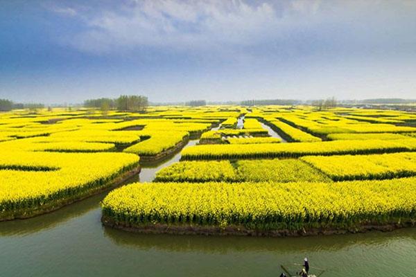 兴化油菜花最佳时间 什么时候最好看