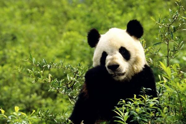 成都周末游玩好去处 成都景区特惠门票活动
