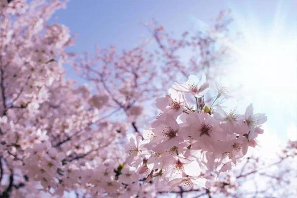 上海世纪公园樱花什么时候开