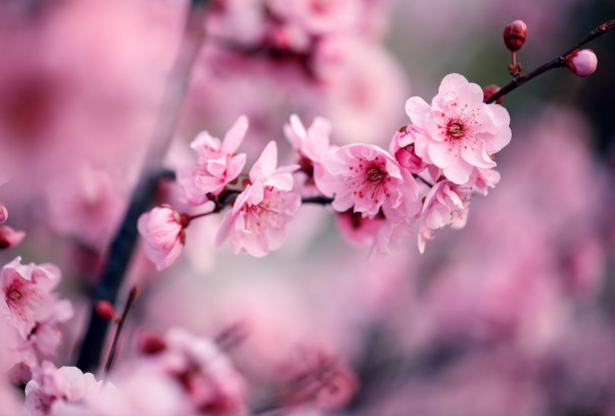 2021苏州赏花时刻表 苏州有哪些赏梅花的最佳时间及地点 2021苏州赏花时刻表 苏州有哪些赏梅花的最佳时间及地点