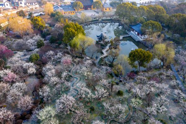 2021苏州赏花时刻表 苏州有哪些赏梅花的最佳时间及地点 2021苏州赏花时刻表 苏州有哪些赏梅花的最佳时间及地点
