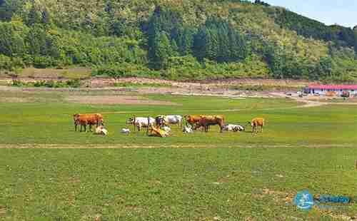 绿江村旅游攻略最新 绿江村旅游攻略最新