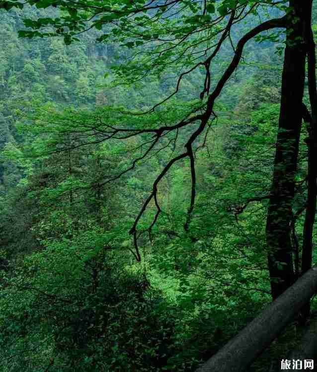 峨眉山旅游攻略详细版 峨眉山徒步爬山路线图 峨眉山旅游攻略详细版 峨眉山徒步爬山路线图
