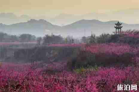 2019肥城桃花节 最佳观赏点+赏花攻略
