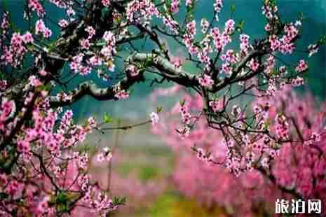 2019肥城桃花节 最佳观赏点+赏花攻略