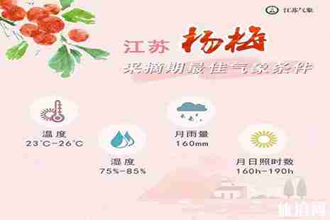 江苏杨梅采摘园推荐 附最佳采摘时间 江苏杨梅采摘园推荐 附最佳采摘时间