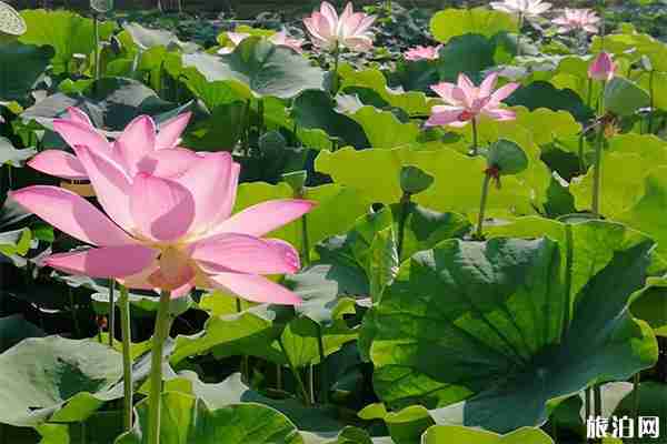 2019河南周口淮阳荷花节7月18日开启