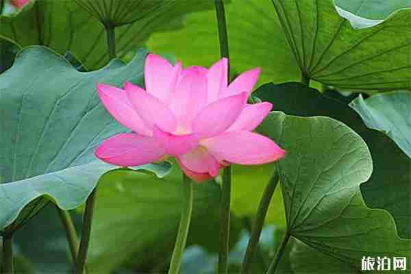 2019河南周口淮阳荷花节7月18日开启