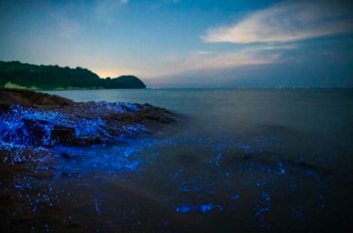 蓝眼泪是怎么形成的，会发出光芒的浮游生物聚集在一起
