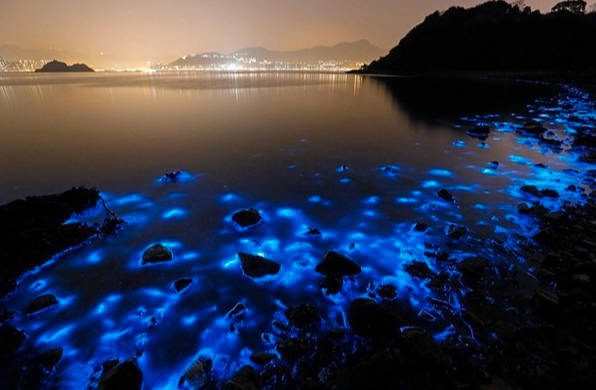 蓝眼泪是怎么形成的，会发出光芒的浮游生物聚集在一起