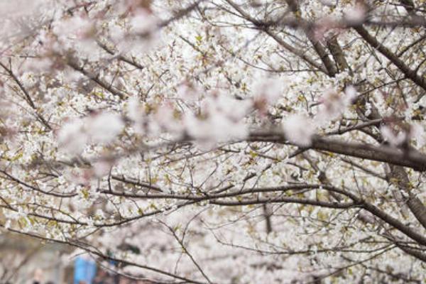 2021南京赏花攻略 南京赏花地门票-地址-详情