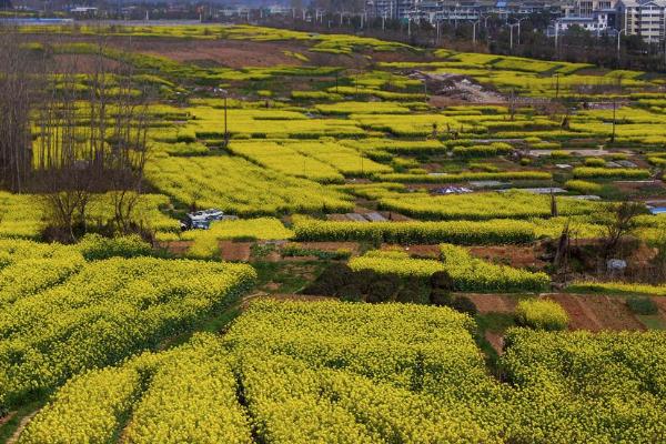 2021南京赏花攻略 南京赏花地门票-地址-详情