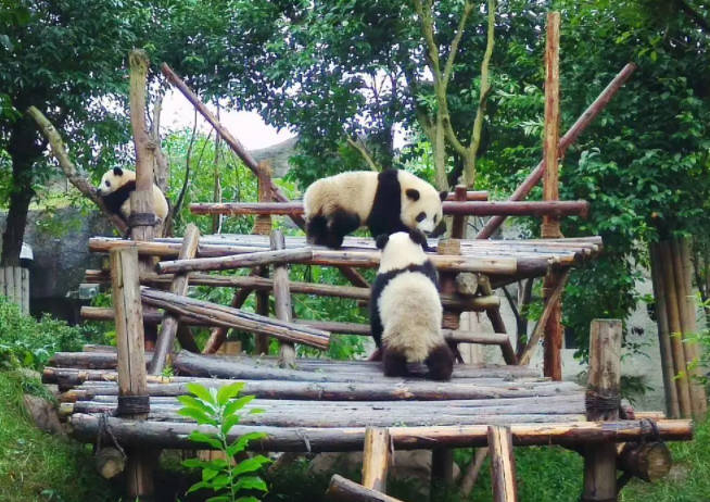 成都旅游攻略自由行攻略，3天/5天景点线路推荐（附成都特色美食）