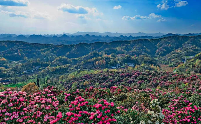 贵州百里杜鹃旅游最佳时间，三月下旬——五月（“地球彩带、世界花园”之美誉）