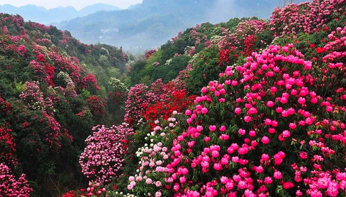 贵州百里杜鹃旅游最佳时间，三月下旬——五月（“地球彩带、世界花园”之美誉）