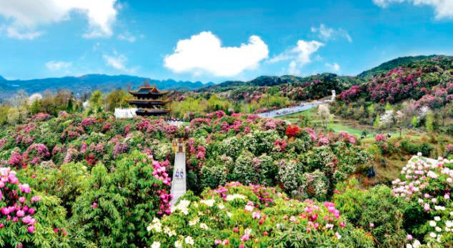 贵州百里杜鹃旅游最佳时间，三月下旬——五月（“地球彩带、世界花园”之美誉）