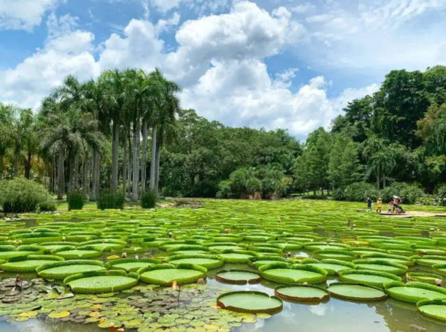西双版纳旅游攻略必去景点，西双版纳七大打卡景点推荐