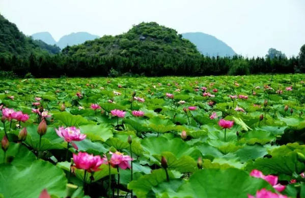 云南普者黑最佳旅游季节，6-9月份去最好