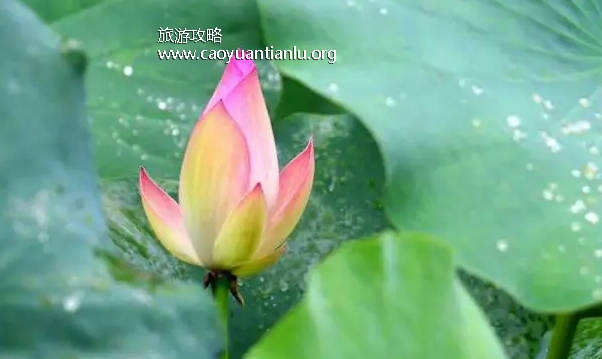 三伏天从什么时候开始至结束，7月16日开始8月24日结束（共40天）
