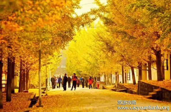 南雄银杏最佳观赏期，11月到12月份（帽子峰森林公园和坪田镇银杏公园）