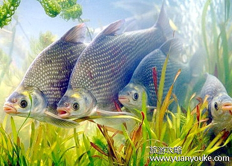 泗洪洪泽湖鱼族馆