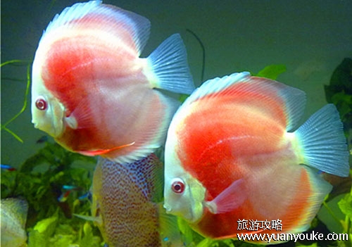泗洪洪泽湖鱼族馆