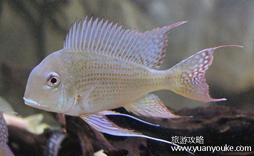 泗洪洪泽湖鱼族馆