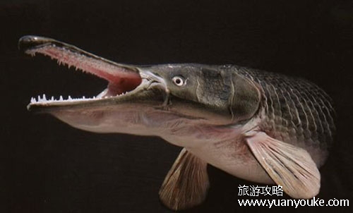 泗洪洪泽湖鱼族馆