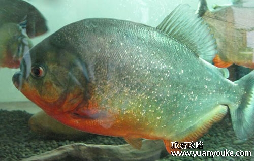 泗洪洪泽湖鱼族馆