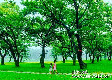 泗阳平原森林风景区