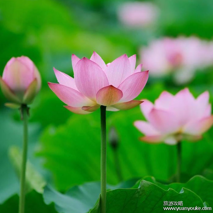 荷花