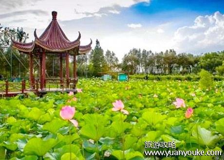 泗洪洪泽湖水生植物园