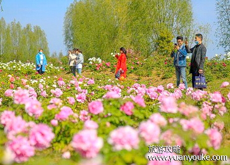 泗洪洪泽湖湿地牡丹园
